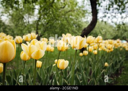 Des tulipes fleurissent dans un lit de fleurs dans le parc Kolomenskoye à Moscou. Tulipes jaune vif sur l'allée principale du parc Banque D'Images