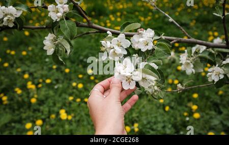 la belle main féminine touche une branche d'une pomme en fleur arbre Banque D'Images