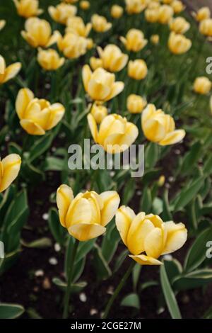 Des tulipes fleurissent dans un lit de fleurs dans le parc Kolomenskoye à Moscou. Tulipes jaune vif sur l'allée principale du parc Banque D'Images