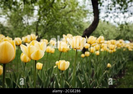 Des tulipes fleurissent dans un lit de fleurs dans le parc Kolomenskoye à Moscou. Tulipes jaune vif sur l'allée principale du parc Banque D'Images