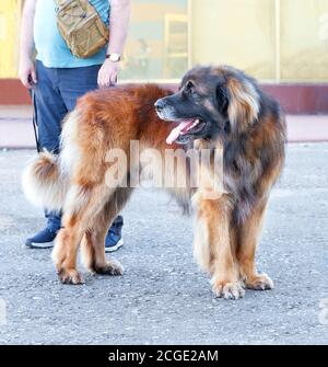 Portrait d'un grand chien Leonberger debout sur le trottoir en asphalte. Banque D'Images