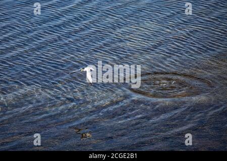 Pêche à la Sterne dans la réserve écologique Bolsa Chica, comté d'Orange, Californie, États-Unis Banque D'Images