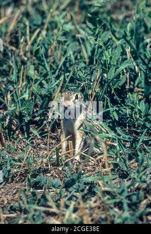 Écureuil de terre à treize lignes (Ictidomys tridecemlineatus) dans un pré herbacé, Bear Creek Lake Park, Lakewood Colorado, États-Unis. De Kodachrome 64 diapositive. Banque D'Images