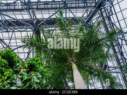 Serre vintage. Intérieur orangé. Plantes tropicales dans le jardin d'hiver. Banque D'Images