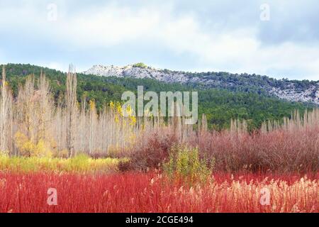 Paysage d'automne d'un champ en osier rouge avec un groupe de peupliers et de montagnes en arrière-plan Banque D'Images