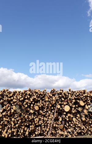 bouquet d'arbres abattus près d'un site d'exploitation forestière. Piles de billes de bois sous ciel bleu. Place pour le texte. Banque D'Images