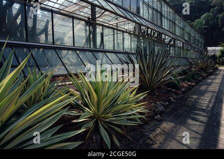 Serre dans les jardins botaniques Queen Sirikit, province de Chiang Mai. Une attraction touristique et de conservation Banque D'Images