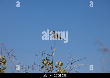 Hummingbird, réserve écologique Bolsa Chica, Orange County, Californie, États-Unis Banque D'Images