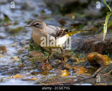 Jeune Wagtail gris dans un petit ruisseau Banque D'Images