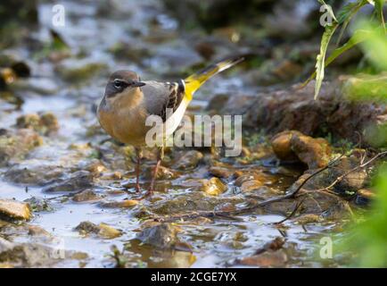 Jeune Wagtail gris dans un petit ruisseau Banque D'Images