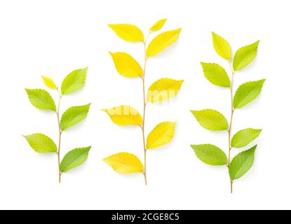 Brindilles d'arbre Elm isolées sur fond blanc. Vue de dessus Banque D'Images