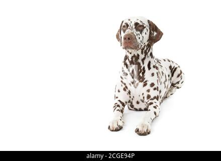 Bølack et dalmatien à pois blancs isolés sur fond blanc sans couture en studio, face à la caméra Banque D'Images