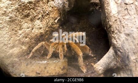 Araignée se cachant près d'une petite grotte. Banque D'Images