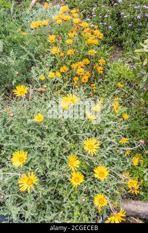 Arcotis Daisies Banque D'Images