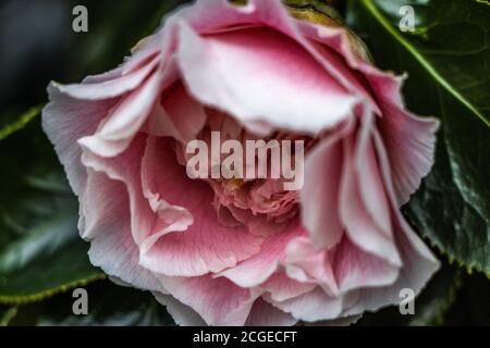 Rose Camellia double Banque D'Images