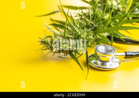 Marijuana bourgeon fleurs de cannabis et stéthoscope sur fond jaune. Banque D'Images