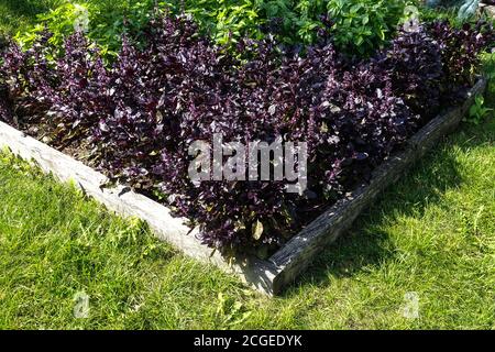 Jardin de lit surélevé, Ocimum basilicum Violet basilic herbes poussant dans le potager septembre dans l'allot herbe de jardin Banque D'Images