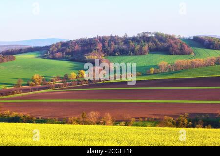 Prairie de fleurs jaunes. Belles vagues rayées vertes et brunes des champs agricoles. Région de Moravie du Sud République tchèque. Scène rurale de printemps Banque D'Images