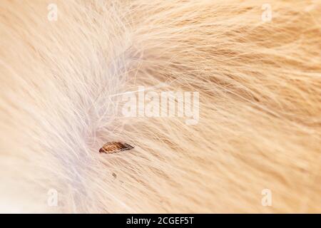 Puce en fourrure de chat en gros plan. Macro parasites aux puces chez les animaux de compagnie. Banque D'Images