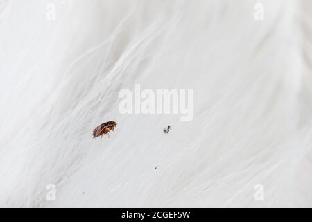 Puce en fourrure de chat en gros plan. Macro parasites aux puces chez les animaux de compagnie. Banque D'Images