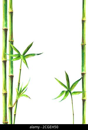 Arrière-plan Bamboo spa. Aquarelle dessin à la main illustration botanique verte avec espace pour le texte. Plantes de bambous d'aquarelle isolées sur blanc vertical b Banque D'Images