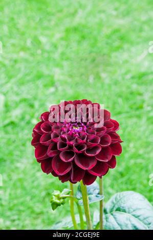 Un gros plan de Dahlia Natal a Pompon dahlia.that fleurs Tout au long de l'été, UNE plante tubéreuse qui est une plante vivace à feuilles caduques et à moitié robuste Banque D'Images