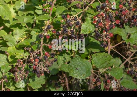 Mûres (Rubus fruticosus). Segments individuels, baies, à différents stades de mûrissement. Plantes à fleurs vertes, rampantes, en expansion et en clambering Banque D'Images