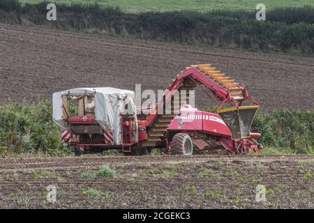 Récolteuse de pommes de terre GRIMME découplée au fond du champ de pommes de terre de Cornouailles. Pour l'agriculture et l'alimentation au Royaume-Uni / la production de pommes de terre au Royaume-Uni, l'agriculture britannique. Banque D'Images