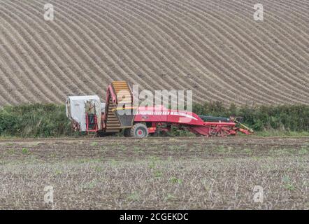 Récolteuse de pommes de terre GRIMME découplée au fond du champ de pommes de terre de Cornouailles. Pour l'agriculture et l'alimentation au Royaume-Uni / la production de pommes de terre au Royaume-Uni, l'agriculture britannique. Banque D'Images