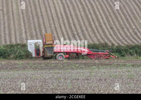 Récolteuse de pommes de terre GRIMME découplée au fond du champ de pommes de terre de Cornouailles. Pour l'agriculture et l'alimentation au Royaume-Uni / la production de pommes de terre au Royaume-Uni, l'agriculture britannique. Banque D'Images