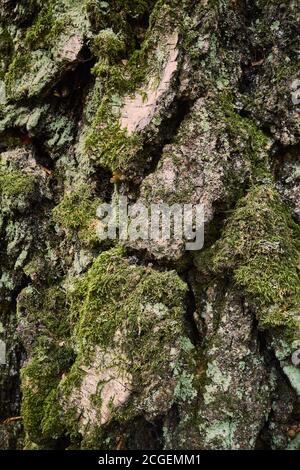 Texture de l'écorce de bouleau. Tronc recouvert de mousse de bouleau vieilli. Gros plan vertical. Une écorce d'arbre texturée, grainée, rugueuse, déchiquetée, robuste. Banque D'Images