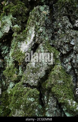 Écorce de bouleau cultivée en lichen et en mousse. Gros plan vertical. Gris-vert, blanc, jaunâtre, argent de la partie inférieure du tronc de bouleau Banque D'Images