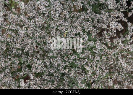 Gros plan de la Statice allemande blanche, Goniolimon tataricum aux jardins botaniques Rotary à Janesville, Wisconsin, États-Unis Banque D'Images