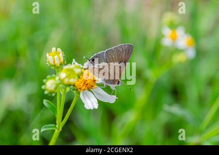 Un papillon Arhopala Atrax sur UNE aiguille espagnole Banque D'Images