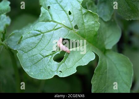 Une petite limace brune mange les feuilles de la plante. Les ravageurs mangent des feuilles de radis. Invasion des limaces au printemps. Banque D'Images