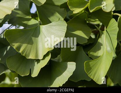 Le Ginkgo biloba feuilles vertes sur un arbre. Feuille de ginkgo verte. Banque D'Images