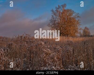 Lever de soleil en automne sur un pré gelé avec un bouleau solitaire Banque D'Images