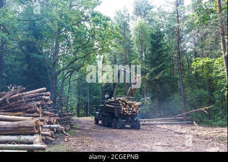 Chargement de grumes dans un camion, un véhicule manipulateur plie les arbres pour le transport, Russie, région de Kaliningrad, 29 juillet 2019 Banque D'Images