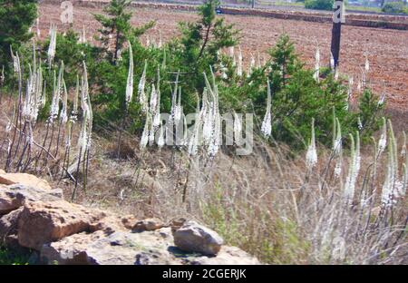 champ d'espèces de fleurs sauvages blanches de fenouil sauvage pourpre ou glasswort ramosissima salicornia dans l'île des baléares en espagne Banque D'Images