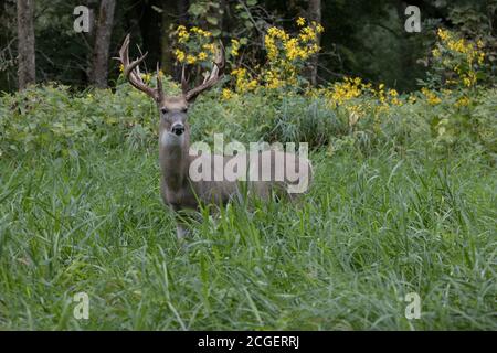 Cerf de Virginie (Odocoileus virginianus), buck avec gros bois Banque D'Images