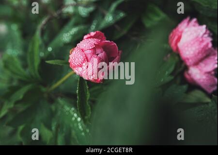 Une boud non ouverte d'une pivoine rose humide dans l'eau tombe sur une tige verte dans le jardin. Fleurs en pleine croissance, prenant soin des plantes Banque D'Images