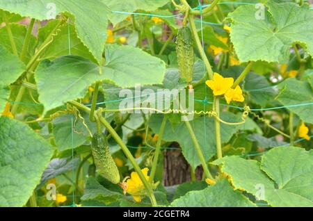 Concombres en croissance dans le lit de jardin. Floraison et fructification de légumes. Banque D'Images