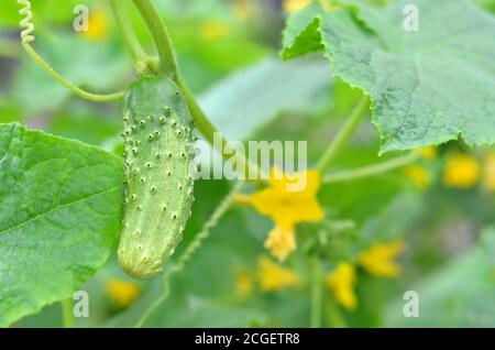 Concombre vert croissant dans la serre. Floraison et fructification de légumes. Faible profondeur de champ, mise au point sélective Banque D'Images