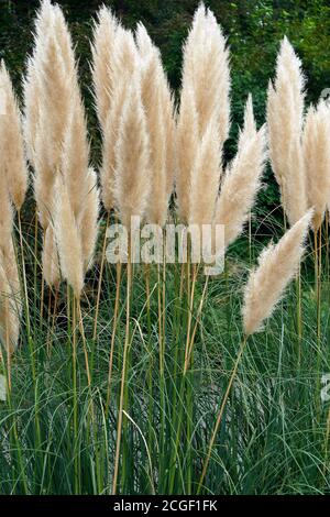 L'herbe de Pampas (Cortaderia selloana). Un autre nom botanique est Cortaderia argentea Banque D'Images