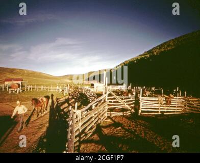 Un cheval marche Cowboy passé un corral dans l'ouest du Colorado ca. 1973 Banque D'Images