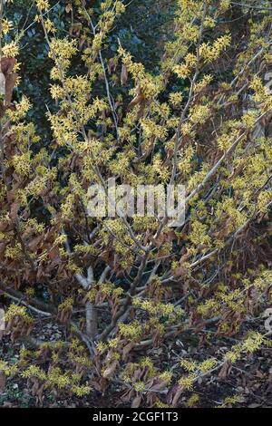 Gimborns parfum noisette de sorcière (Hamamelis x Intermedia 'parfum de Gimborn'). Un des hybrides entre Hamamelis japonica et Hamamelis mollis Banque D'Images