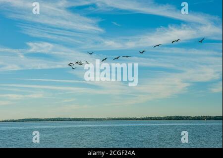 Pélicans bruns (Pelecanus occidentalis) survolant une baie de l'île d'Edisto en Caroline du Sud, États-Unis. Banque D'Images