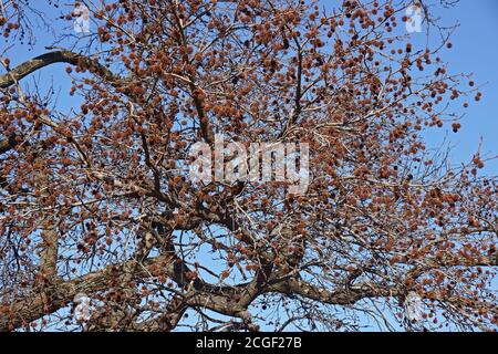 Le liquidambar d'Amérique (Liquidambar styraciflua). Connu aussi sous le nom de Redgum, Liquidambar, citronnier, Hazel, pin, Bilsted storax américain, noyer satiné, Star-lea Banque D'Images