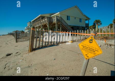 Site de nidification de la tortue à tête creuse (Caretta caretta) sur une plage de l'île d'Edisto en Caroline du Sud, États-Unis. Banque D'Images