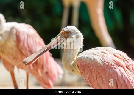 Roseate spoonbill (Platalea ajaja) gros plan Banque D'Images